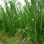 Pennisetum Purpureum, Napier Grass Seed 3000 PCS, Hong Xiang Cao