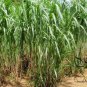 Pennisetum Purpureum, Napier Grass Seed 3000 PCS, Hong Xiang Cao