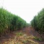 Pennisetum Purpureum, Napier Grass Seed 3000 PCS, Hong Xiang Cao