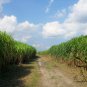 Pennisetum Purpureum, Napier Grass Seed 3000 PCS, Hong Xiang Cao
