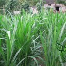 Pennisetum Alopecuroides, Sweet Elephant Grass Seed 3000 PCS, Tian Xiang Cao
