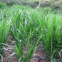Pennisetum Alopecuroides, Sweet Elephant Grass Seed 3000 PCS, Tian Xiang Cao