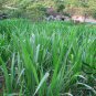 Pennisetum Alopecuroides, Sweet Elephant Grass Seed 3000 PCS, Tian Xiang Cao
