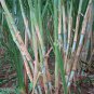 Pennisetum Alopecuroides, Sweet Elephant Grass Seed 3000 PCS, Tian Xiang Cao