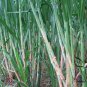 Pennisetum Alopecuroides, Sweet Elephant Grass Seed 3000 PCS, Tian Xiang Cao