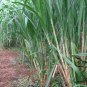 Pennisetum Alopecuroides, Sweet Elephant Grass Seed 3000 PCS, Tian Xiang Cao