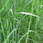 Pennisetum Alopecuroides, Sweet Elephant Grass Seed 3000 PCS, Tian Xiang Cao
