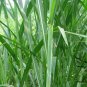 Pennisetum Alopecuroides, Sweet Elephant Grass Seed 3000 PCS, Tian Xiang Cao