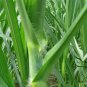 Pennisetum Alopecuroides, Sweet Elephant Grass Seed 3000 PCS, Tian Xiang Cao
