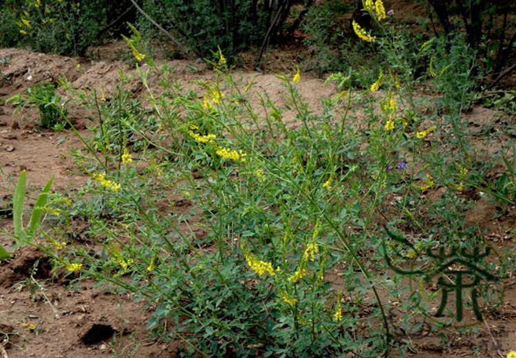 Melilotus Officinalis, Yellow Sweet Clover Seed 10000 PCS, Ribbed Melilot Huang Huacao Muxi