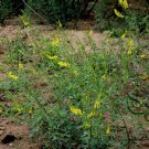 Melilotus Officinalis, Yellow Sweet Clover Seed 10000 PCS, Ribbed Melilot Huang Huacao Muxi
