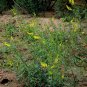 Melilotus Officinalis, Yellow Sweet Clover Seed 10000 PCS, Ribbed Melilot Huang Huacao Muxi