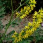 Melilotus Officinalis, Yellow Sweet Clover Seed 10000 PCS, Ribbed Melilot Huang Huacao Muxi