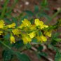 Melilotus Officinalis, Yellow Sweet Clover Seed 10000 PCS, Ribbed Melilot Huang Huacao Muxi