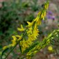 Melilotus Officinalis, Yellow Sweet Clover Seed 10000 PCS, Ribbed Melilot Huang Huacao Muxi