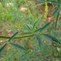 Melilotus Officinalis, Yellow Sweet Clover Seed 10000 PCS, Ribbed Melilot Huang Huacao Muxi
