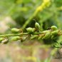Melilotus Officinalis, Yellow Sweet Clover Seed 10000 PCS, Ribbed Melilot Huang Huacao Muxi