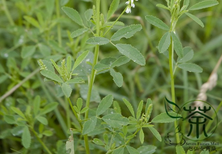 Melilotus Albus, White Melilot Seed 10000 PCS, Bai Xiangcao Muxi