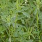 Melilotus Albus, White Melilot Seed 10000 PCS, Bai Xiangcao Muxi