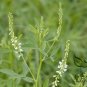 Melilotus Albus, White Melilot Seed 10000 PCS, Bai Xiangcao Muxi
