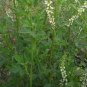 Melilotus Albus, White Melilot Seed 10000 PCS, Bai Xiangcao Muxi