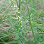 Melilotus Albus, White Melilot Seed 10000 PCS, Bai Xiangcao Muxi