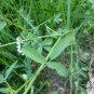 Melilotus Albus, White Melilot Seed 10000 PCS, Bai Xiangcao Muxi