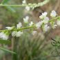 Melilotus Albus, White Melilot Seed 10000 PCS, Bai Xiangcao Muxi