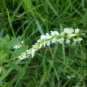 Melilotus Albus, White Melilot Seed 10000 PCS, Bai Xiangcao Muxi