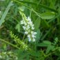 Melilotus Albus, White Melilot Seed 10000 PCS, Bai Xiangcao Muxi