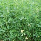 Medicago Sativa, Lucerne Alfalfa Seed 20000 PCS, Zi Hua Muxu