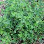 Medicago Sativa, Lucerne Alfalfa Seed 20000 PCS, Zi Hua Muxu