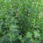 Medicago Sativa, Lucerne Alfalfa Seed 20000 PCS, Zi Hua Muxu