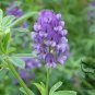 Medicago Sativa, Lucerne Alfalfa Seed 20000 PCS, Zi Hua Muxu