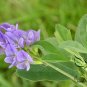 Medicago Sativa, Lucerne Alfalfa Seed 20000 PCS, Zi Hua Muxu