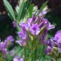 Medicago Sativa, Lucerne Alfalfa Seed 20000 PCS, Zi Hua Muxu