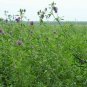 Medicago Sativa, Lucerne Alfalfa Seed 20000 PCS, Zi Hua Muxu