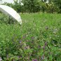 Medicago Sativa, Lucerne Alfalfa Seed 20000 PCS, Zi Hua Muxu