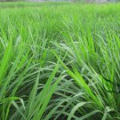 Lolium Perenne, Winter Ryegrass Seed 3000 PCS, English Ryegrass Hei Maicao