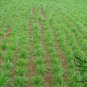Lolium Perenne, Winter Ryegrass Seed 3000 PCS, English Ryegrass Hei Maicao