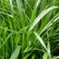 Lolium Perenne, Winter Ryegrass Seed 3000 PCS, English Ryegrass Hei Maicao