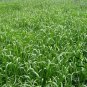 Lolium Perenne, Winter Ryegrass Seed 3000 PCS, English Ryegrass Hei Maicao