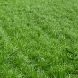 Lolium Perenne, Winter Ryegrass Seed 3000 PCS, English Ryegrass Hei Maicao