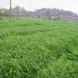 Lolium Perenne, Winter Ryegrass Seed 3000 PCS, English Ryegrass Hei Maicao