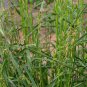 Lolium Perenne, Winter Ryegrass Seed 3000 PCS, English Ryegrass Hei Maicao