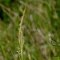 Hemarthria Altissima, Swamp Couch Limpo Grass Seed 3000 PCS, Da Niu Bian Cao