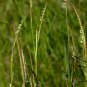 Hemarthria Altissima, Swamp Couch Limpo Grass Seed 3000 PCS, Da Niu Bian Cao