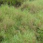 Hemarthria Altissima, Swamp Couch Limpo Grass Seed 3000 PCS, Da Niu Bian Cao