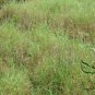 Hemarthria Altissima, Swamp Couch Limpo Grass Seed 3000 PCS, Da Niu Bian Cao