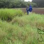 Hemarthria Altissima, Swamp Couch Limpo Grass Seed 3000 PCS, Da Niu Bian Cao
